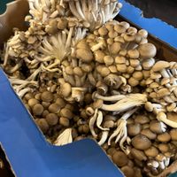 Roslindale Winter Farmers Market thumbnail