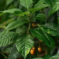 Speaking of Psychedelics: Science, Healing, and Ethical Innovation with Ibogaine thumbnail