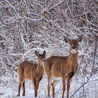 Family Explorer: Winter Wildlife Walk at Crane Beach thumbnail