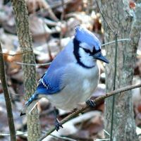 Family Explorer: Winter Birds and Wildlife at Appleton Farms thumbnail