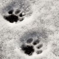 Family Explorer: Winter Tracking in the Dunes at Crane Beach thumbnail