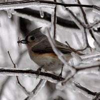 Explore! North Shore: Winter Hike at Moraine Farm thumbnail