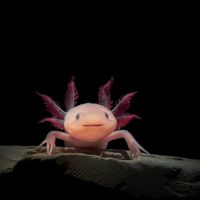 Science Spotlights: Amazing Axolotls! thumbnail