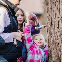 Maple Sugaring at the Boston Nature Center thumbnail