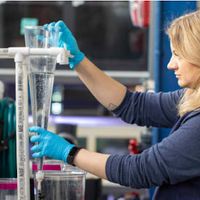 Innovations in Aquaculture: Larval Fishes at the New England Aquarium thumbnail