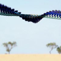 Seeing Birds Through Artists' Eyes thumbnail