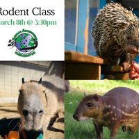 Rodent Class thumbnail
