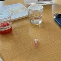 SMART Gals (Science, Math, Art): Exploring DNA at Discovery Museum thumbnail