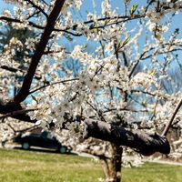 Free Self-Guided Spring Orchard Walk thumbnail