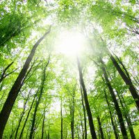 Forest Bathing at the Arnold Arboretum thumbnail