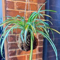 Kokedama Workshop thumbnail