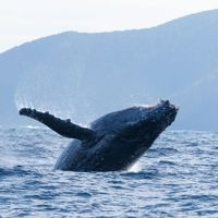 New England Aquarium to screen documentary film Ocean with David Attenborough thumbnail