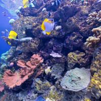 Aquarium offers special sensory-friendly morning for guests to enjoy exhibits with smaller crowds and reduced noise levels thumbnail