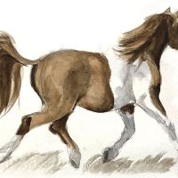 Online Class: Illustrating Horses and Ponies thumbnail