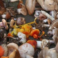 Landmarks & Landscapes: Guided Mushroom Foraging thumbnail