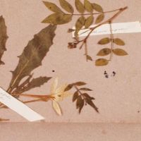 Mother's Day Flower Pressing Workshop thumbnail