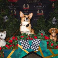 Park-9 Annual Dog Derby thumbnail