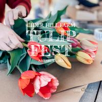 Tulip Fest at Cider Hill Farm (May 2-3 & 9-10) thumbnail