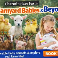 Barnyard Babies & Beyond at Charmingfare Farm thumbnail