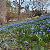 Signs of Spring Forest Therapy thumbnail