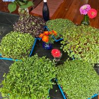 Grow Your Own Microgreens! An All-Ages Workshop thumbnail