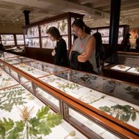 ArtsThursdays: Botanical Wonders thumbnail