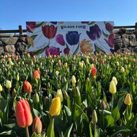 Pick-your-own Tulips at Wilson Farm thumbnail