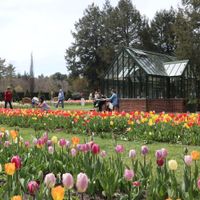 Tulip Mania thumbnail