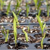 Spring Seedling Sale  thumbnail