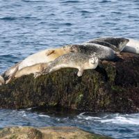 Seal Island Tour thumbnail