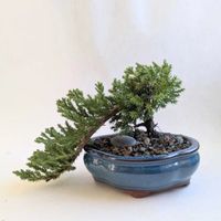 Bonsai 101 + Sip Workshop at CanalSide Food + Drink thumbnail
