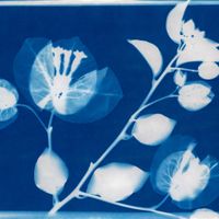 The Land Tells Our Stories Artist Workshop: Cyanotype Silk Painting with Ella Mahoney thumbnail