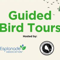 Guided Bird Tour on the Esplanade thumbnail