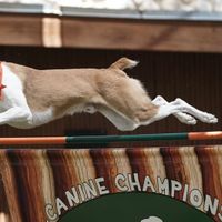 Canine Champions for Conservation thumbnail