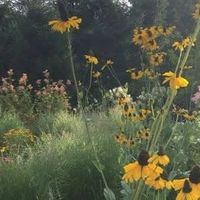 Garden Design: Wilding Your Perennial Garden thumbnail