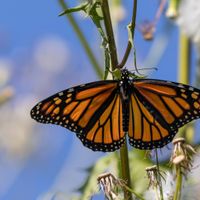 Pride in Nature thumbnail