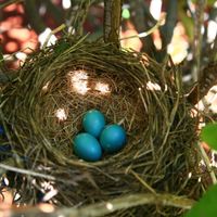 Nesting Birds of Magazine Beach thumbnail