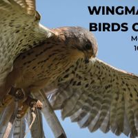 Wingmasters thumbnail