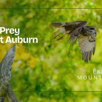 Birds of Prey at Mount Auburn thumbnail