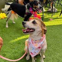 2nd Annual Tail Wag Trivia Night: A Pup Party and Fundraiser thumbnail