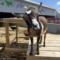 Barnyard Buddies at Powisset Farm thumbnail