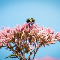 Pollinator Family Festival thumbnail