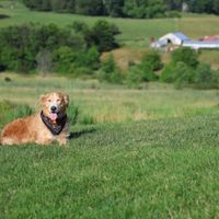 Yappy Hour thumbnail