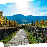 Off the Beaten Path - Wine Tasting thumbnail