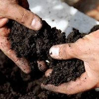 Gardening Basics for Fall at New England Botanic Garden thumbnail