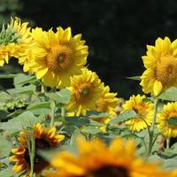Sunflower Spectacular thumbnail