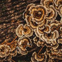 Fall Fungi Festival thumbnail