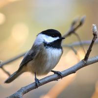 Boston Birding with Family thumbnail