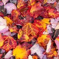 A Nature Year at Boston Nature Center: Fall thumbnail