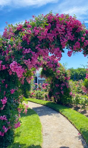 Thumbnail for Kelleher Rose Garden 2026 Bloom